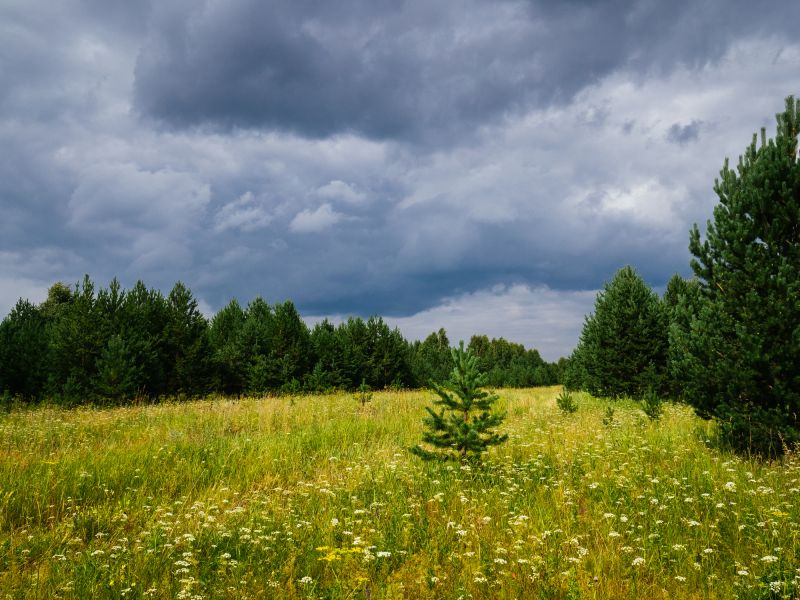 Cleared Land Landscape