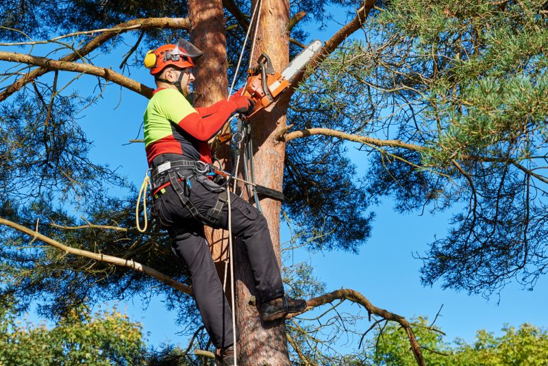 Tree Removal Specialists