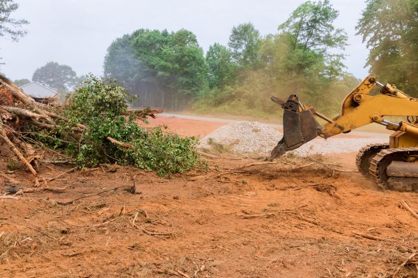 Ground Clearing in Florence