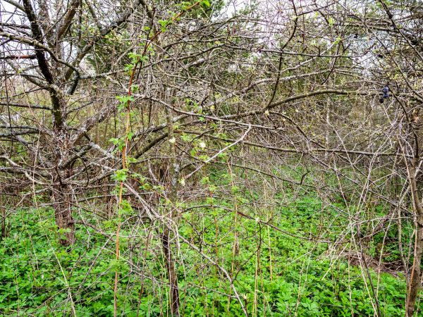 Underbrush Clearing in Florence