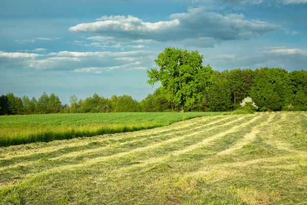 Vegetation Removal in Florence