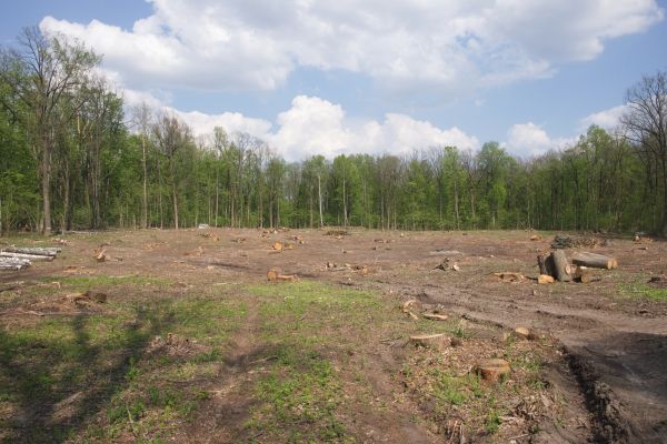 Pasture Clearing in Florence