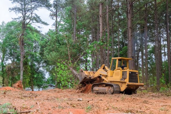 Forest Thinning in Florence