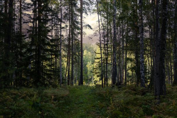 Pine Tree Clearing in Florence