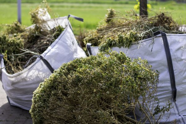 Bushes Clearing in Florence