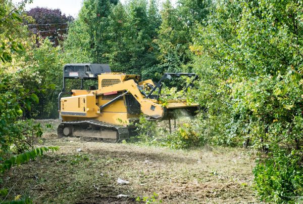 Pathway Clearing in Florence