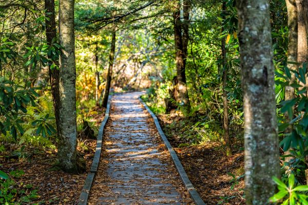 Trail Clearing in Florence